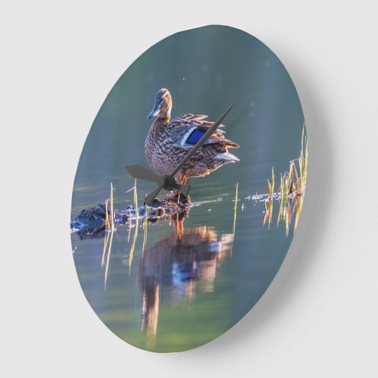 Mallardeeend bij zonsondergang grote klok (Hoek)