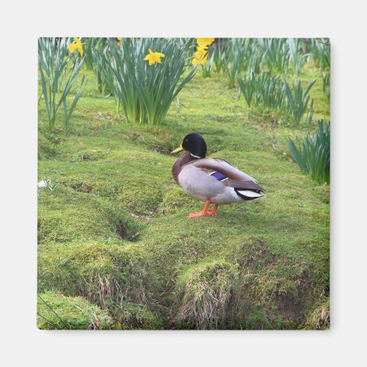 Mallardeenden aan de oever van een rivier magneet (Voorkant)