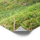 Mallardeenden aan de oever van een rivier poster (Hoek)