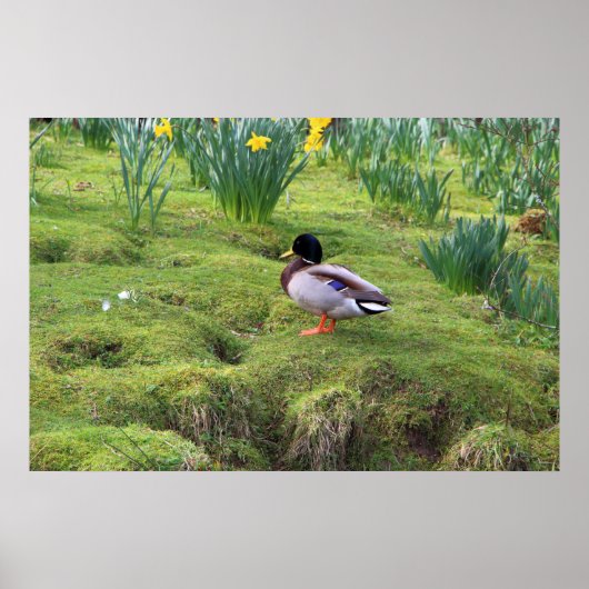 Mallardeenden aan de oever van een rivier poster (Voorkant)