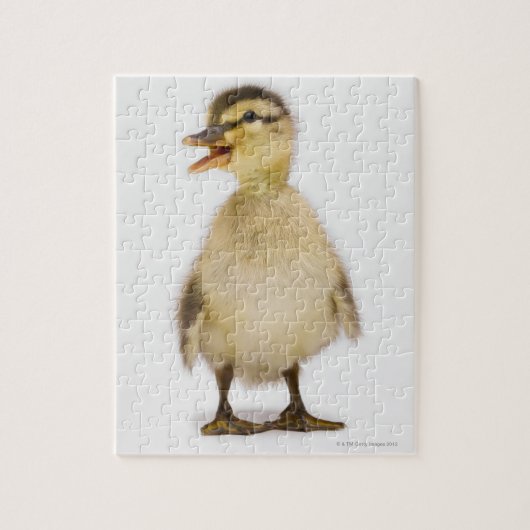 Mallardeenden (Anas platyrhynchos) Legpuzzel (Verticaal)