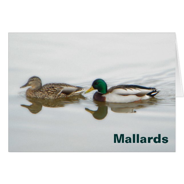 Mallards (Voorkant Horizontaal)