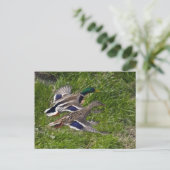 Mallards Briefkaart (Staand voorkant)