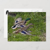 Mallards Briefkaart (Voorkant / Achterkant)