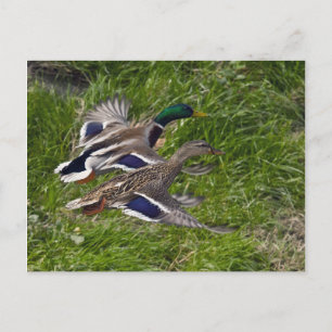 Mallards Briefkaart