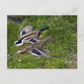 Mallards Briefkaart (Voorkant)