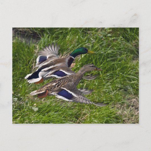 Mallards Briefkaart (Voorkant)
