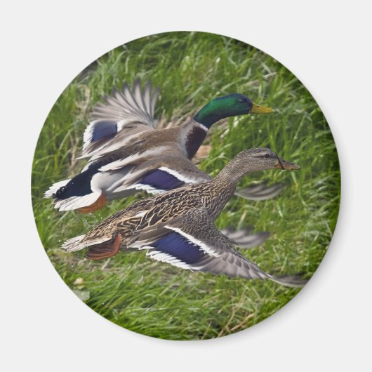 Mallards die vliegen magneet (Voorkant)