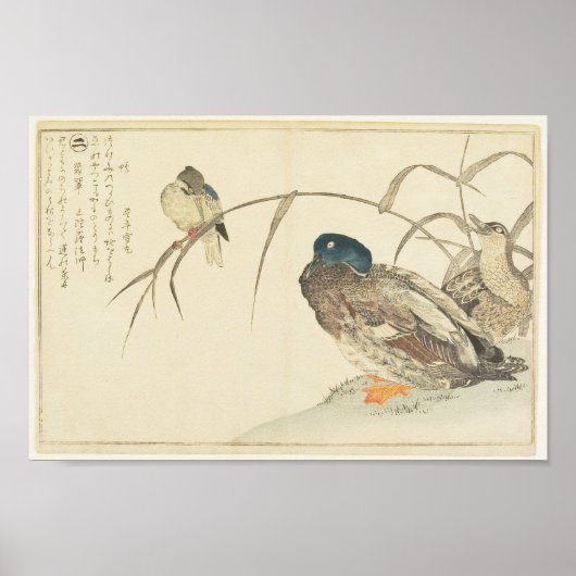 Mallards en een Kingfisher (Utamaro) Poster (Voorkant)