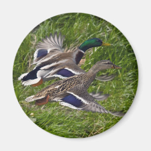 Mallards Flying Magneet