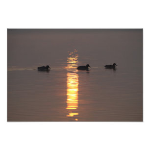 Mallards Foto Afdruk