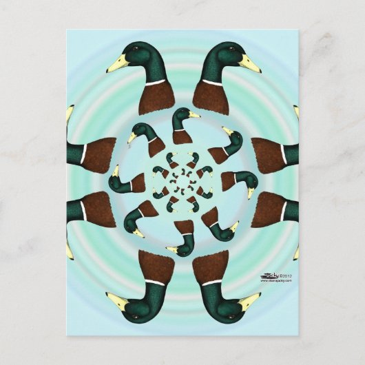 Mallards Galore. Briefkaart (Voorkant)