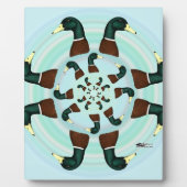 Mallards Galore. Fotoplaat (Voorkant)