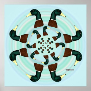 Mallards Galore. Poster