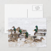 Mallards in wetland in de winter briefkaart (Voorkant / Achterkant)