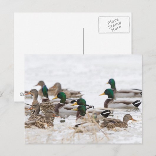 Mallards in wetland in de winter briefkaart (Voorkant / Achterkant)
