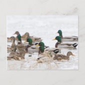 Mallards in wetland in de winter briefkaart (Voorkant)
