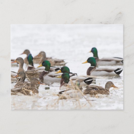 Mallards in wetland in de winter briefkaart (Voorkant)