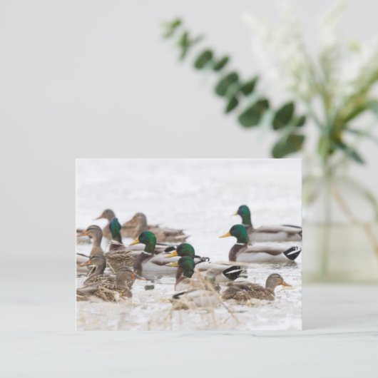 Mallards in wetland in de winter briefkaart (Staand voorkant)