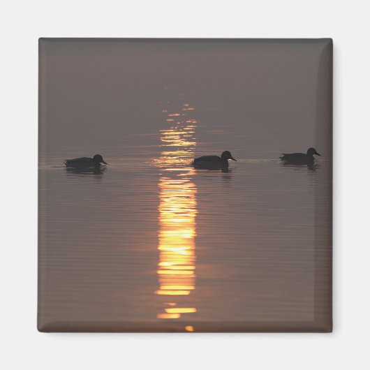 Mallards Magnet (Voorkant)