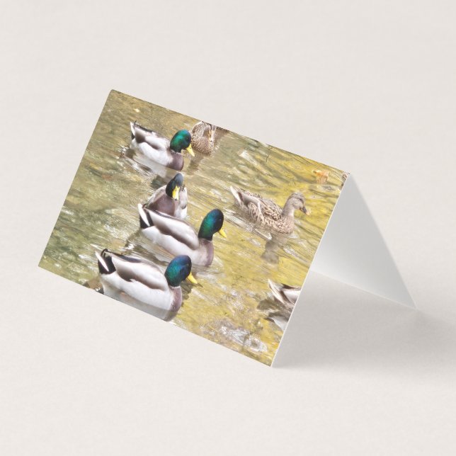 Mallards op de vijver kaart (Voorkant)