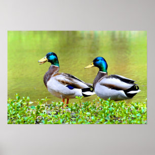 Mallards op de vijver poster
