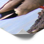 Mallards Poster (Hoek)