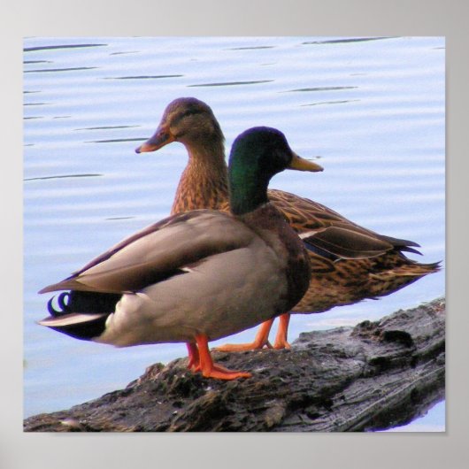 Mallards Poster (Voorkant)