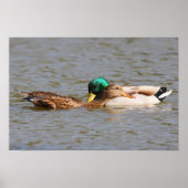 Mallards Poster (Voorkant)