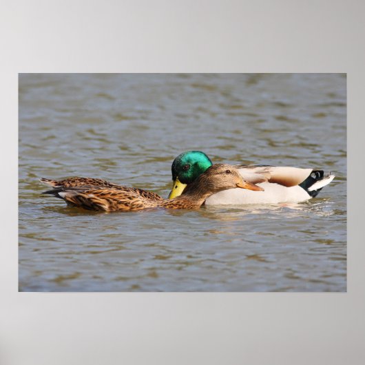 Mallards Poster (Voorkant)