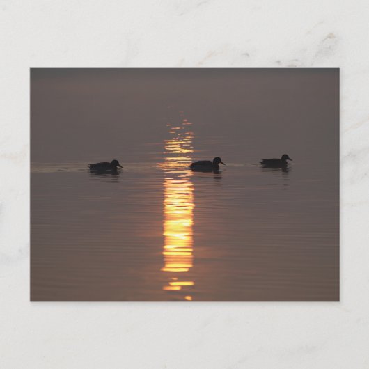 Mallards Postkaart (Voorkant)