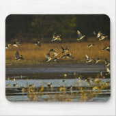 Mallards uit water muismat (Voorkant)