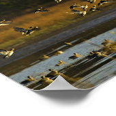 Mallards uit water poster (Hoek)