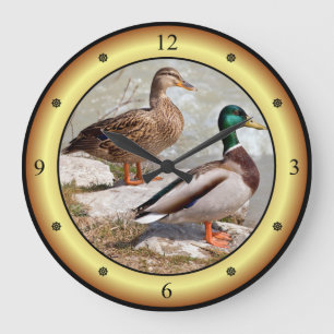 Mallards ~ Wilde Ducks ~ Anas platyrhynchos ~   Grote Klok
