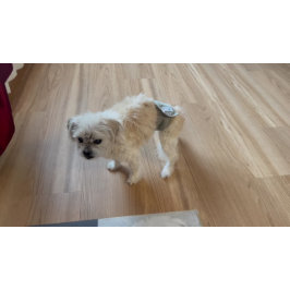 Malshi Funny Guard Dog Doormat Large Deurmat