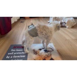 Malshi Hond Grote Deurmat