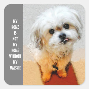 Malshi-hond Vierkante Sticker