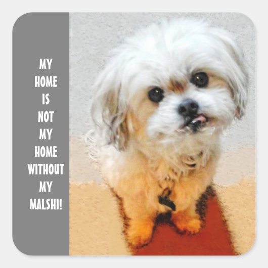 Malshi-hond Vierkante Sticker (Voorkant)