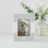 Malshi-hond Wonder Ansichtkaart Briefkaart (Staand voorkant)