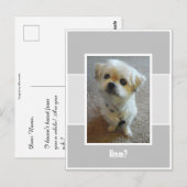 Malshi-hond Wonder Ansichtkaart Briefkaart (Voorkant / Achterkant)