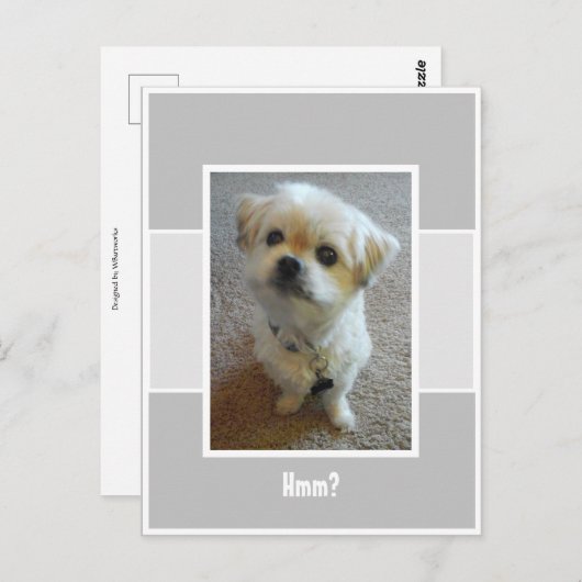 Malshi-hond Wonder Ansichtkaart Briefkaart (Voorkant / Achterkant)