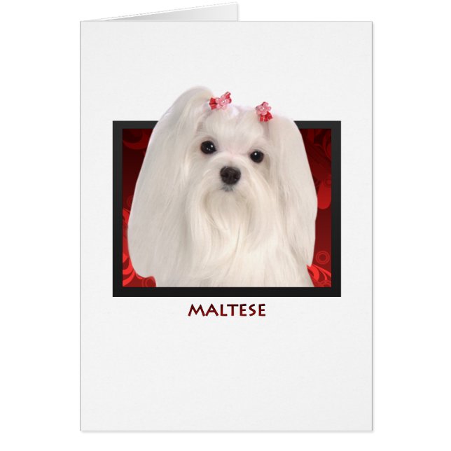 Maltees (Voorkant)