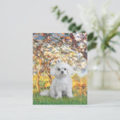 Maltees (12) - Lente Briefkaart (Staand voorkant)