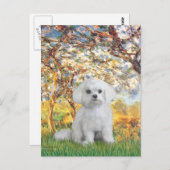 Maltees (12) - Lente Briefkaart (Voorkant / Achterkant)