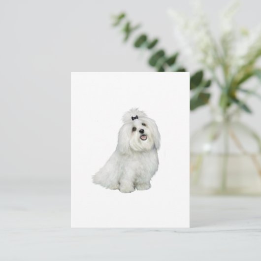 Maltees (A) - met top inkeping Briefkaart (Staand voorkant)