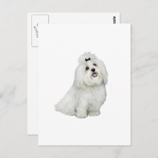 Maltees (A) - met top inkeping Briefkaart (Voorkant / Achterkant)