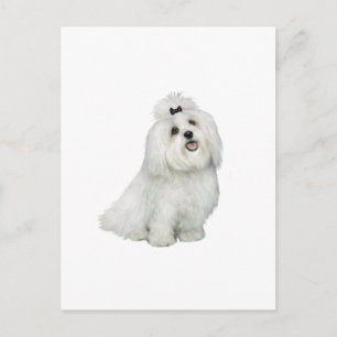 Maltees (A) - met top inkeping Briefkaart