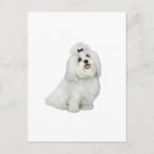 Maltees (A) - met top inkeping Briefkaart (Voorkant)