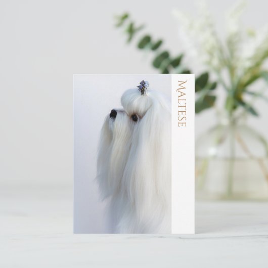 Maltees Briefkaart (Staand voorkant)