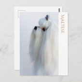 Maltees Briefkaart (Voorkant / Achterkant)